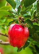 Image result for Red Goth Apple