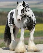 Image result for Rare Draft Horse Breeds