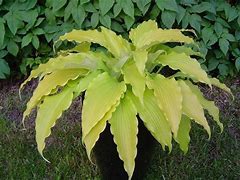 Image result for Hosta Flemish Gold