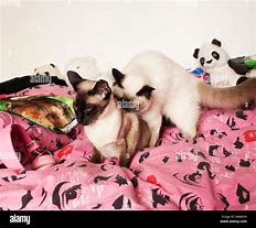 Image result for Persian Siamese