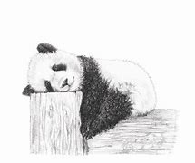 Image result for Sleeping Panda