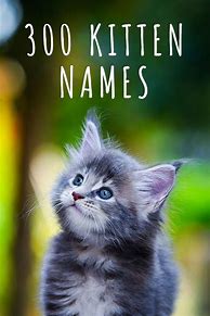 Image result for Funny Cute Cat Names