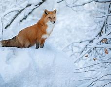 Image result for Red Fox Winter Beautiful