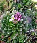 Image result for Androsace mollis