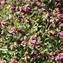 Image result for Origanum amanum