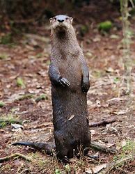 Image result for River Otter Standing