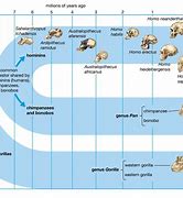 Image result for Early Man Evolution Chart
