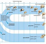 Image result for Man Evolution Chart