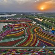 Image result for Tulip Fields Aerial