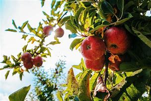 Image result for Red Apple On Tree