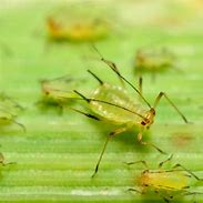 Image result for Aphids