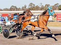 Image result for Harness Racing Photos
