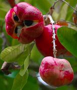 Image result for Exotic Fruits