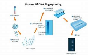 Image result for DNA Fingerprinting Diagram