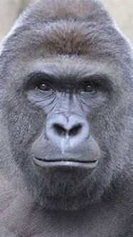 Image result for Harambe Cool