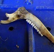 Image result for Deer Jawbone Tool
