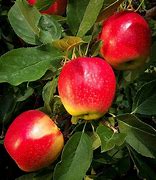 Image result for Gala Apple Tree Pics