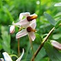 Image result for Vaccinium macrocarpon Pilgrim