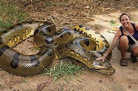 Image result for Biggest Anaconda Captured