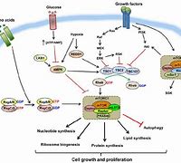 Image result for mTOR Pathway