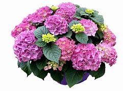 Image result for Purple Hortensie