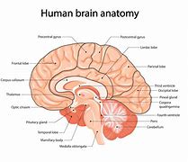 Image result for Brain Anatomy Cartoon