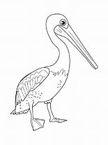 Image result for Pelican Coloring