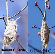 Image result for Common Moth Cocoon