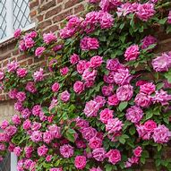 Image result for Rosa zephirine drouhin