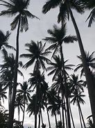 Image result for Palm Tree Wallpaper Background Black and White