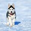 Image result for Husky Dog Quotes