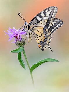 Papilio machaon | JuzaPhoto