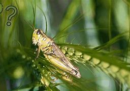 Image result for Crickets in Food