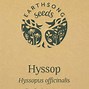 Afbeeldingsresultaten voor Hyssopus officinalis (HYSSOP)