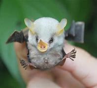 Image result for Cute Microbats