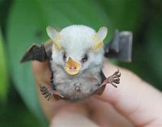 Image result for Small Cute Bat