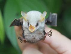 Image result for Baby Bats Look Like