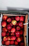 Image result for Royal Delicious Apple