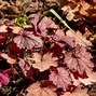 Image result for Heuchera Greenberry