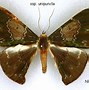 Image result for Telacanthura Apodidae