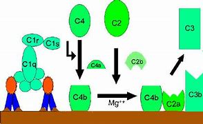Image result for C4 Complement