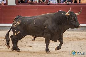 Image result for Toro Bravo Bull