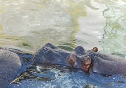 Image result for Zoo Hippo