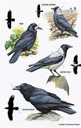 Image result for Difference Between Crows Rooks and Ravens
