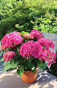 Image result for Hydrangea macrophylla Leuchtfeuer