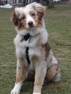 Australian Shepherd Pinterest - mycutedog.xyz | Australian shepherd puppies, Red merle australian shepherd, Cute dogs and puppies