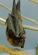 Image result for Rodrigues Fruit Bat Philadelphia Zoo