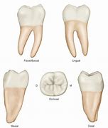 Image result for Molar Tooth Diagram