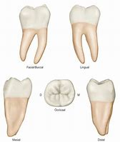 Image result for Parts of a Molar Tooth