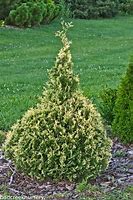 Image result for Thuja occidentalis Miss Frosty
